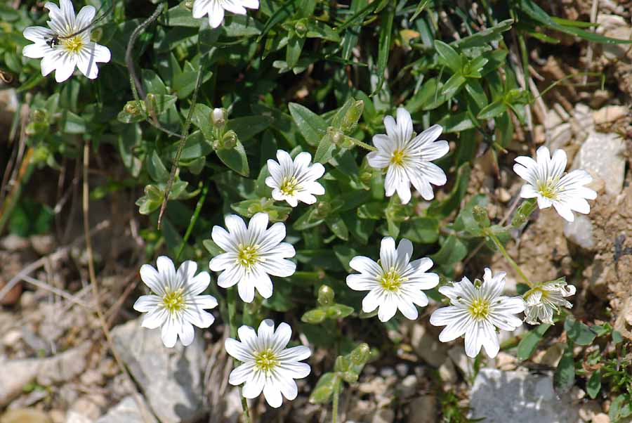 Cerastium latifolium